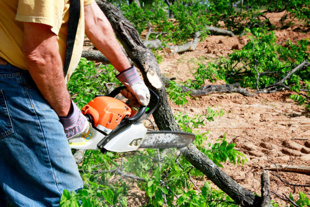 Best Stump Grinding Near Me  in Chester, VA